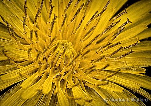 Dandelion Closeup_DSCF02245.jpg - Photographed at Smiths Falls, Ontario, Canada.